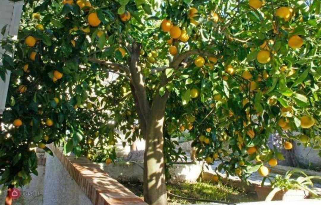 B&B Terramare Montiano  Exterior photo